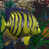 3D Angel Fish